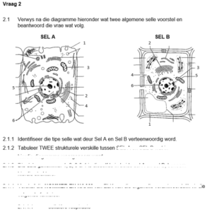Graad 10 Lewenswetenskappe September Eksamen Memo Vraestel 1 2023