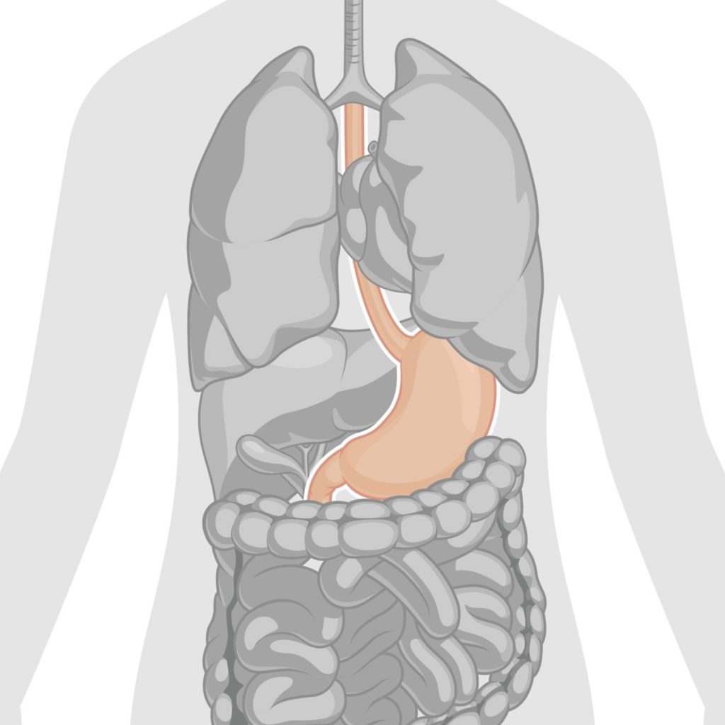 Human Body Test Teacha