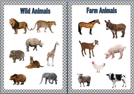 Animal categories • Teacha!