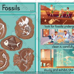 Fossils • Teacha!