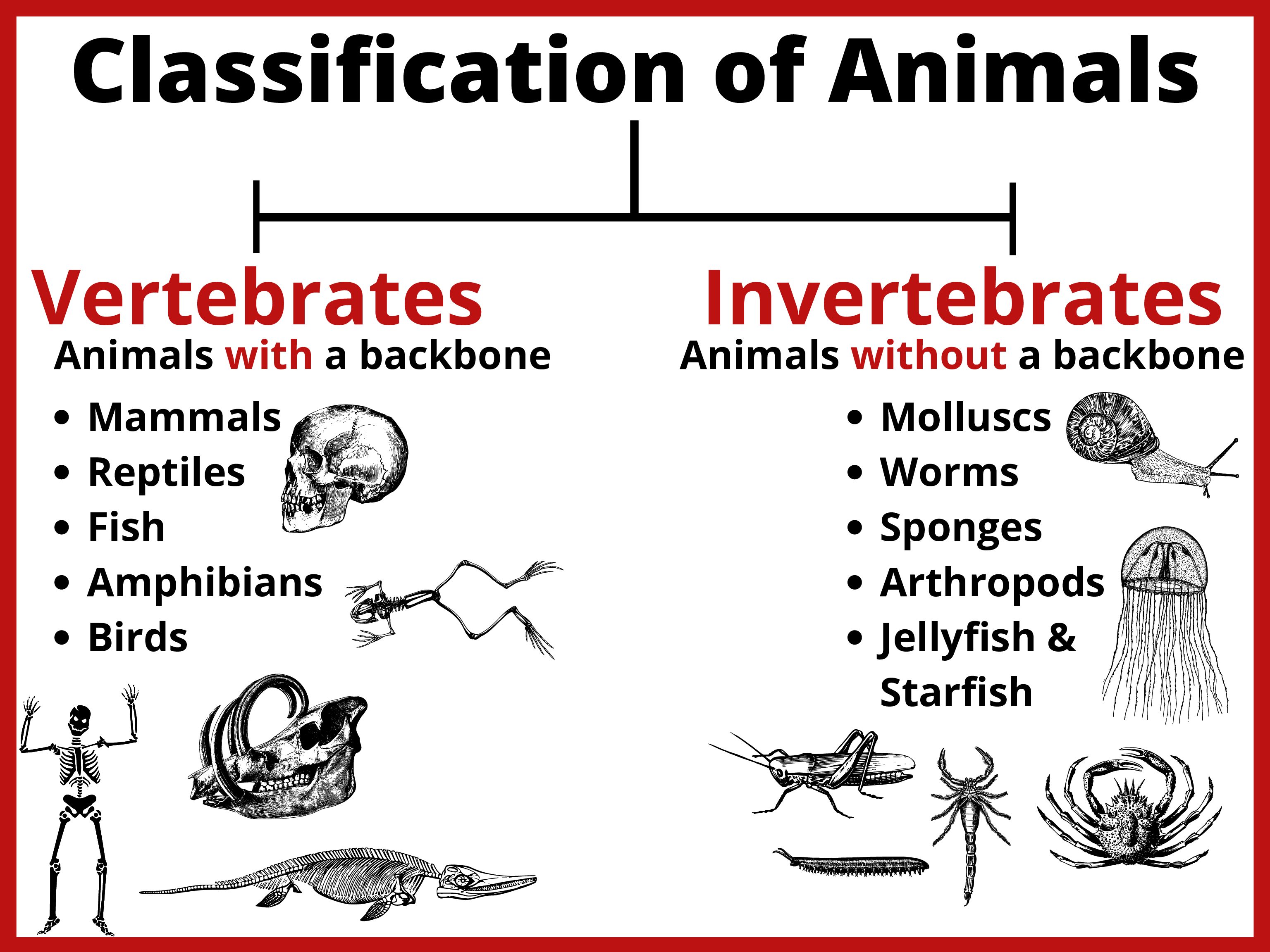 Free Printable Animal Classification Chart - Image to u