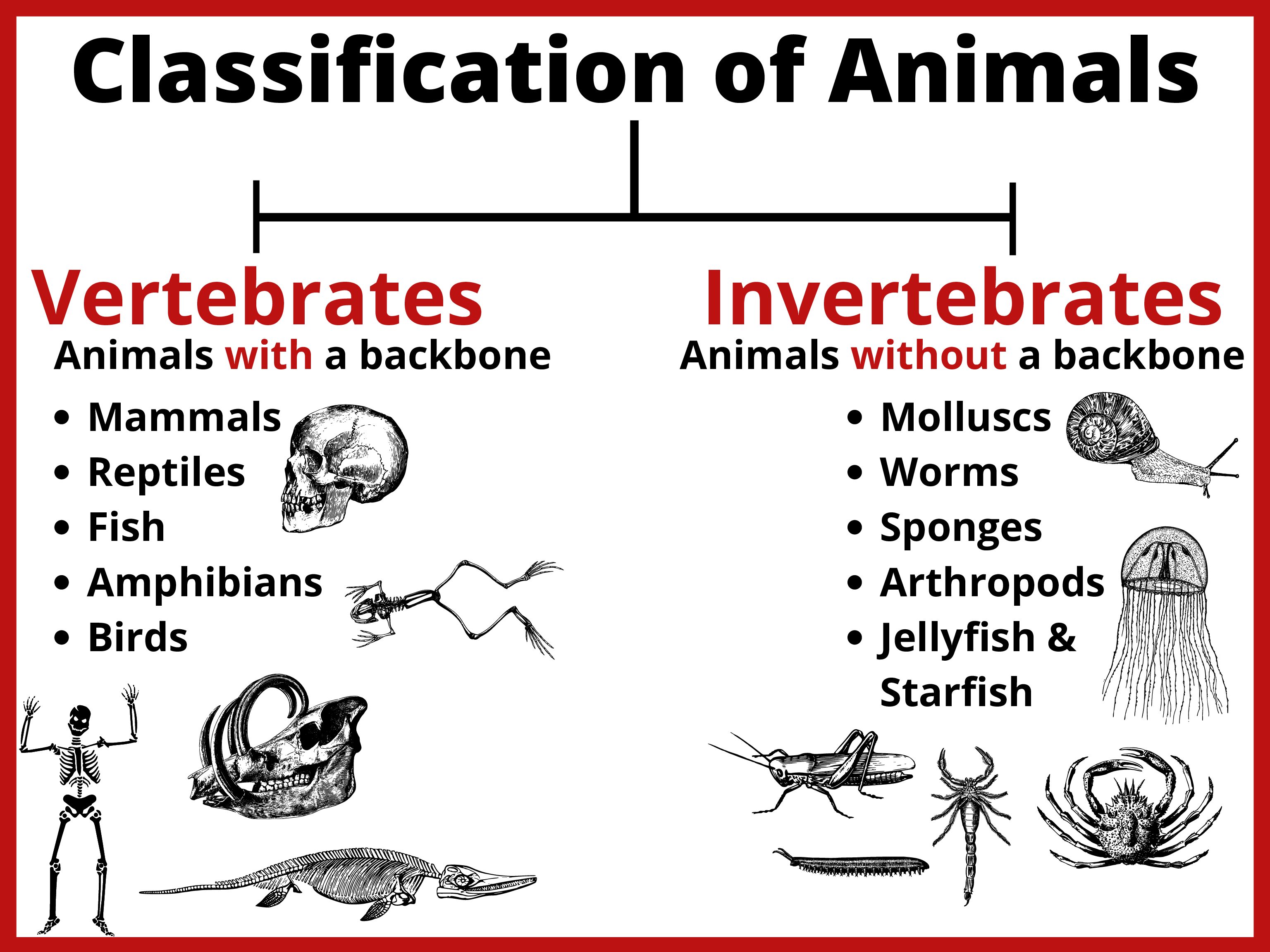 Classification Of Animals Poster Teacha 