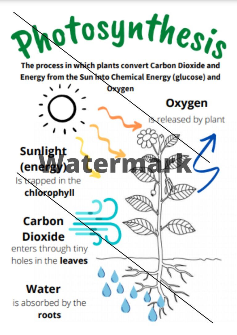 Photosynthesis • Teacha!