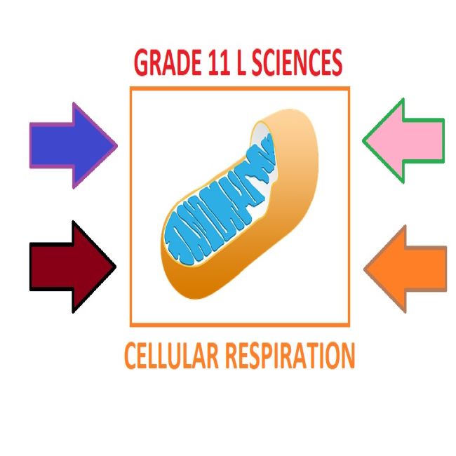 cellular-respiration-worksheet-multiple-choice