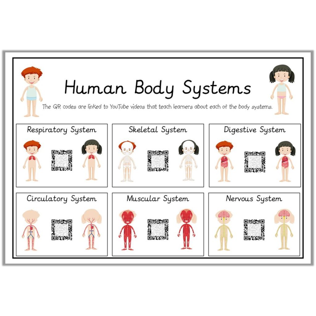 QR codes – Human Body Systems • Teacha!