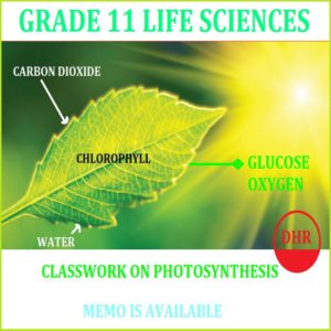 grade 11 life science assignment term 2 photosynthesis 2023 memo