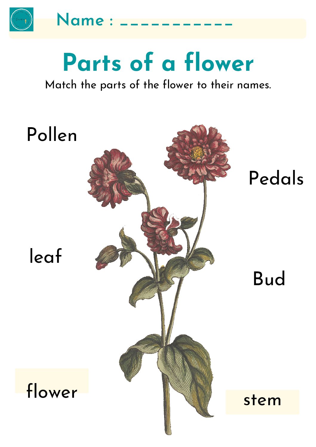 Free Printable Parts Of A Plant Teacha 