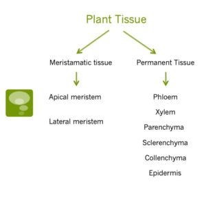 Plant Tissues and Plant Organs • Teacha!