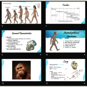 Grade 12 CAPS Human Evolution – Major Phases • Teacha!