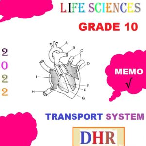 grade 10 assignment transport system in plants memorandum