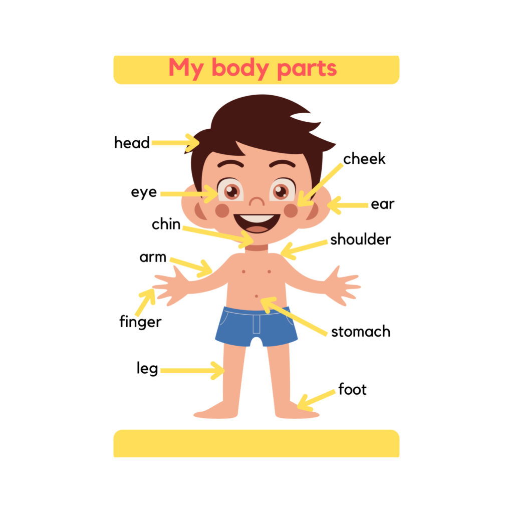 My body poster • Teacha!