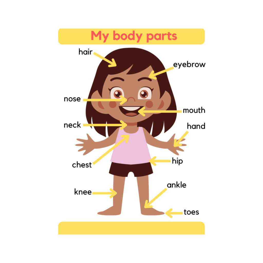 My body poster • Teacha!