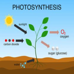 Grade 8 Photosynthesis & respiration in animated PowerPoint. • Teacha!