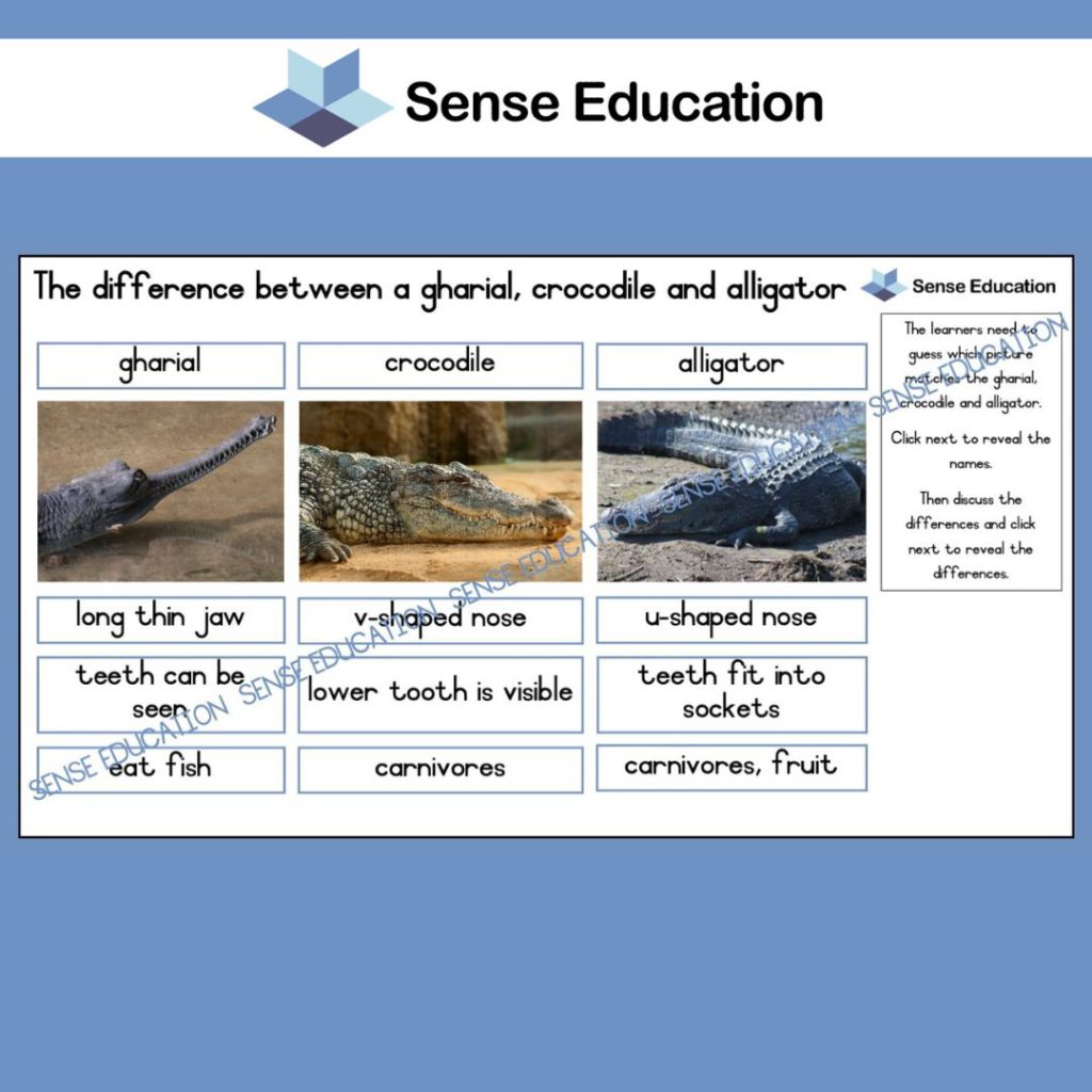 GhumGhum Gharial’s Glorious Adventure reading and comprehension • Teacha!