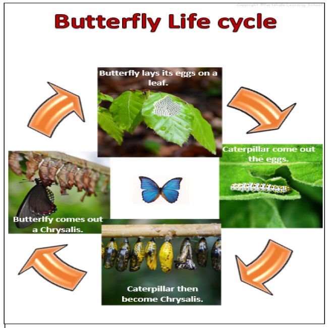 Tell Me About BUTTERFLY-Flash/Task Card, Comprehension, Worksheet with ...