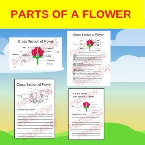 Parts of A Flower Diagram in Colour & Black and white with Labeling ...