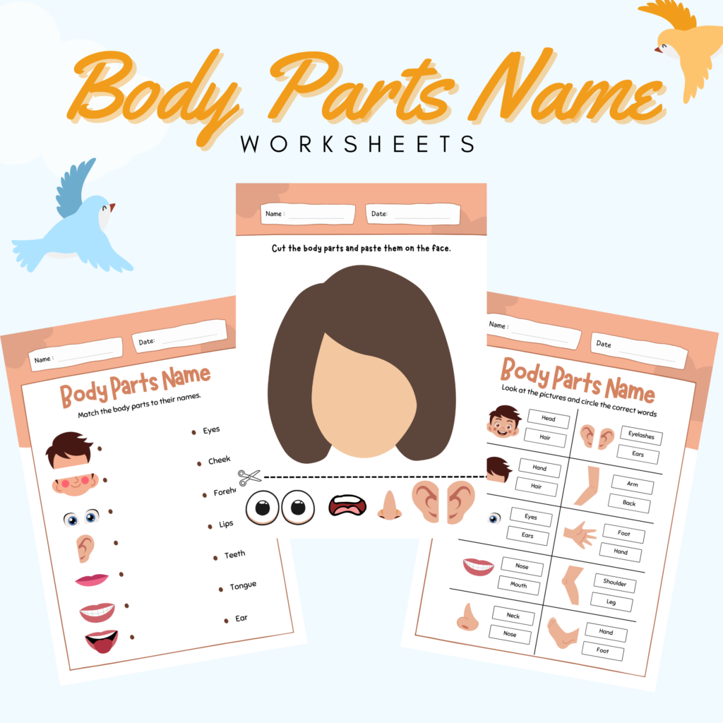 Body Parts Name Worksheet • Teacha!