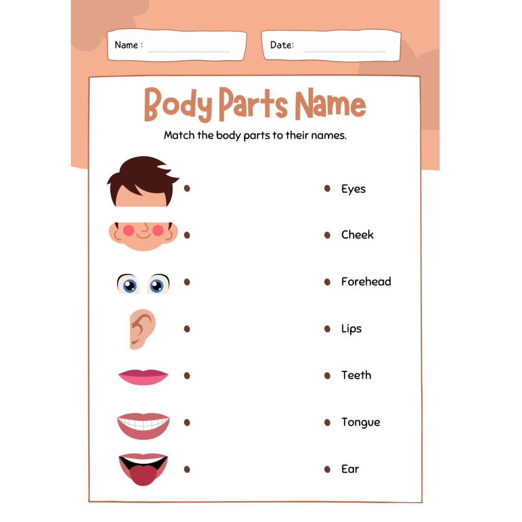 Body Parts Name Worksheet • Teacha!