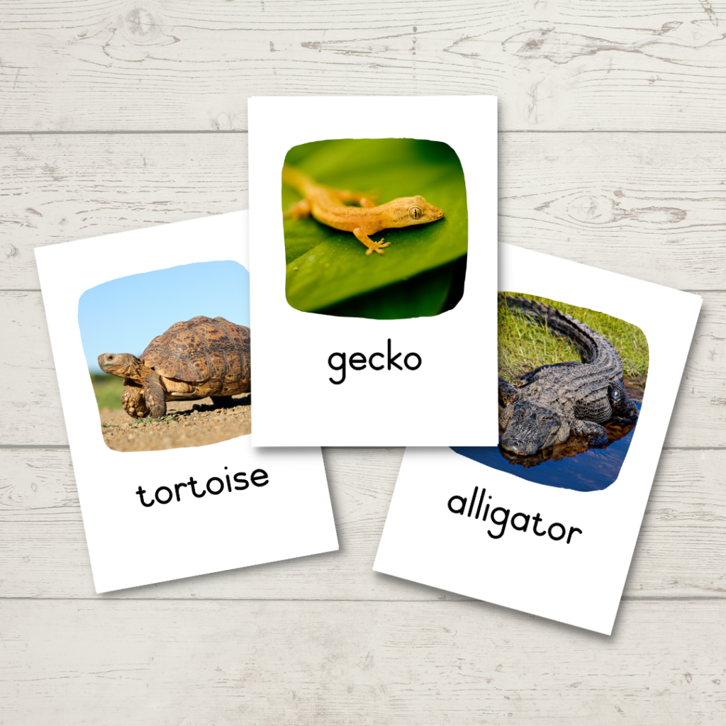 Reptiles Flashcards – A4 Printing | 3 Sizes • Teacha!