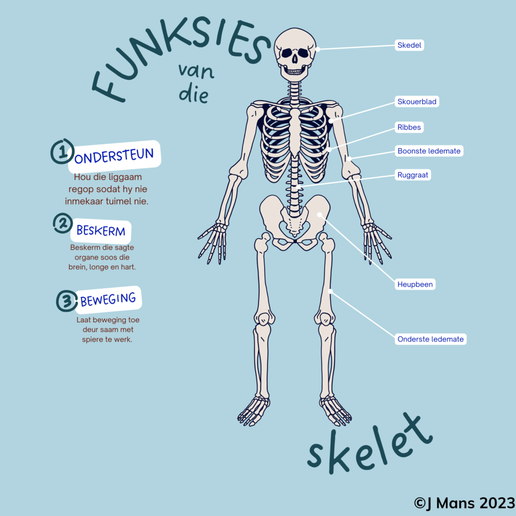 Funksie van die menslike skelet • Teacha!