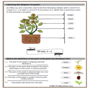 Grade 4 NST Term 1 Worksheets • Teacha!