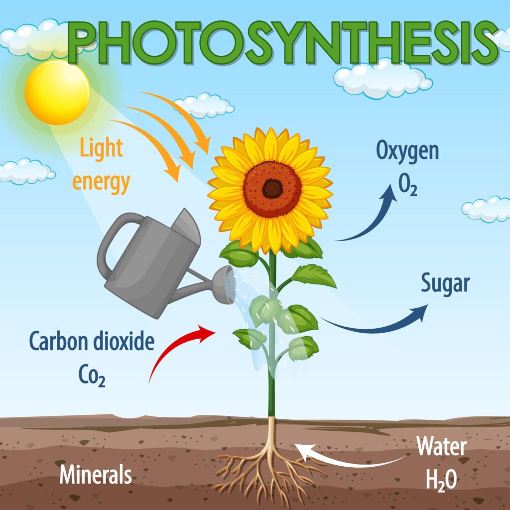 EXPERIMENT BOOKLET MEASURING THE RATE OF PHOTOSYNTHESIS • Teacha!