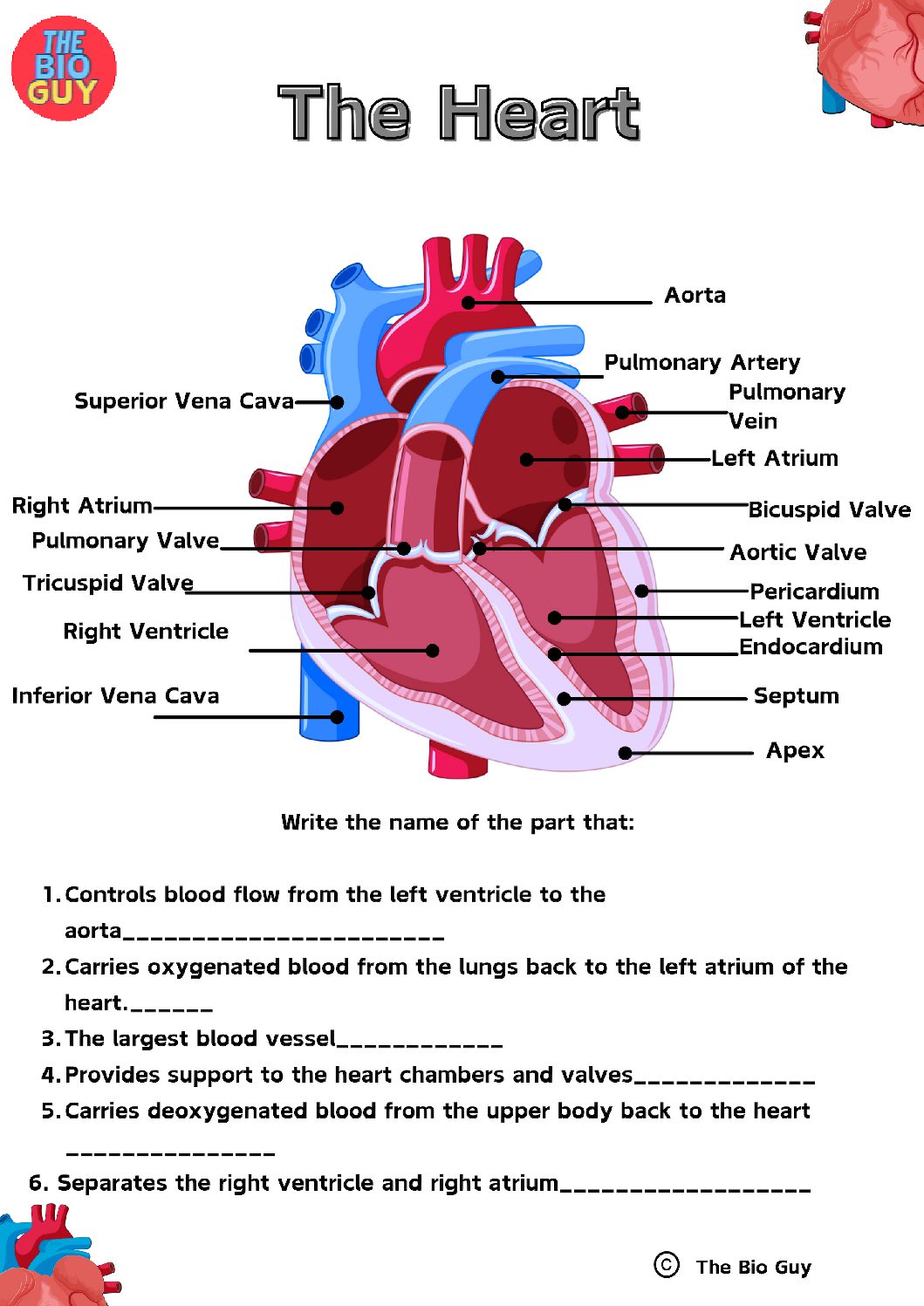 The Heart Worksheet – Grade 10 • Teacha!