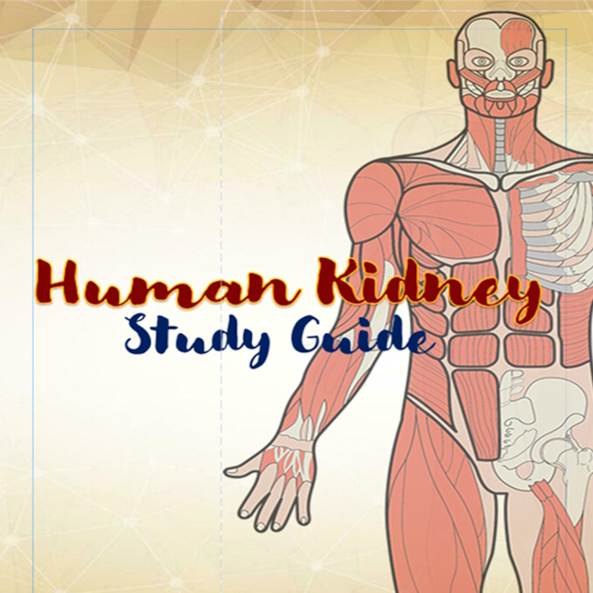 Human Kidney Study Guide • Teacha!