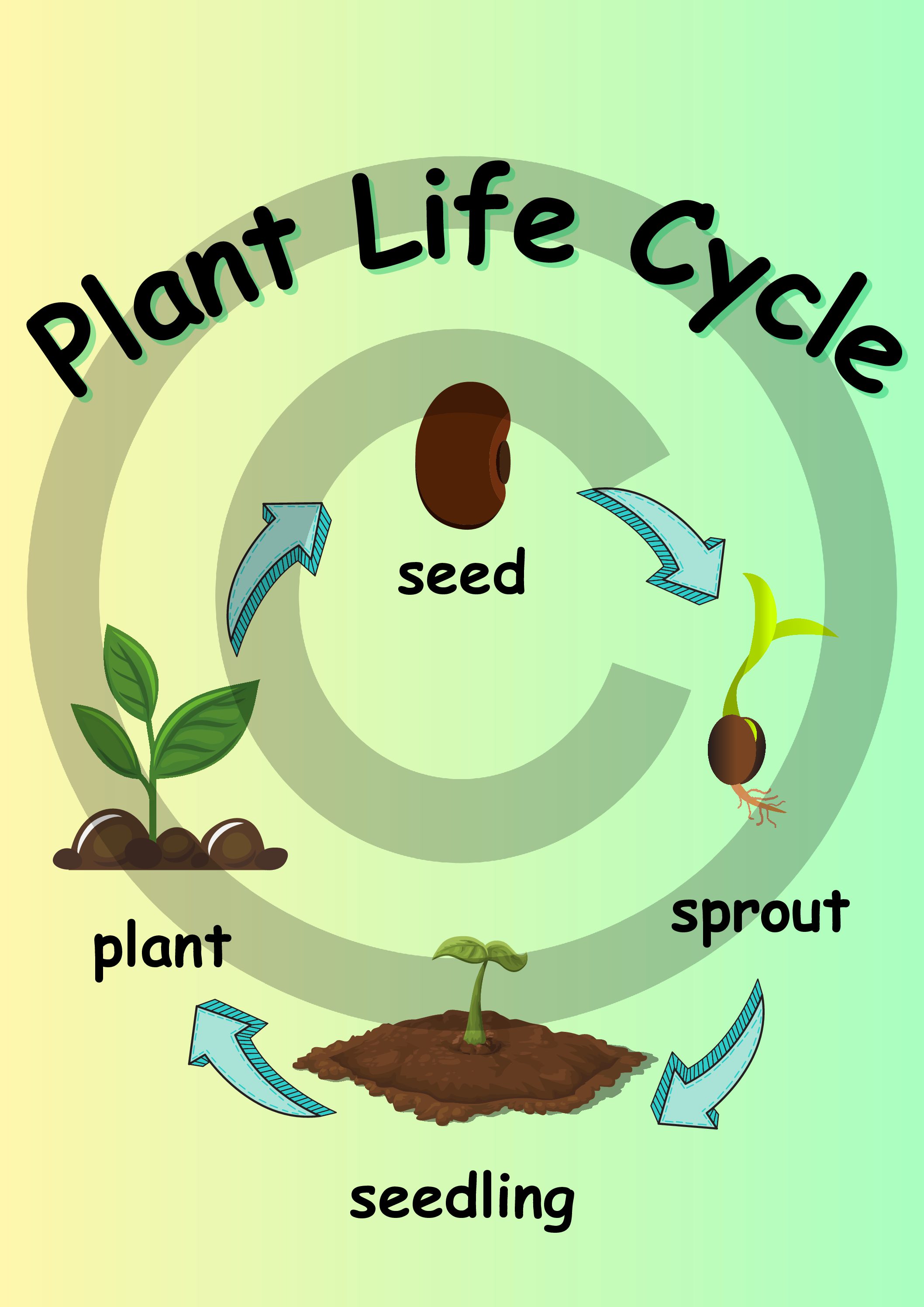 Grade 1 Life Skills Term 3 Plant Life Cycle • Teacha!